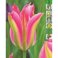 Семена цветов Holland Bulb Market Тюльпан Virichic (2 шт)