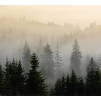 Фотообои Vimala Лес в тумане 8 270x300