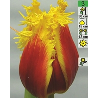Семена цветов Holland Bulb Market Тюльпан Crispy Artair (2 шт)