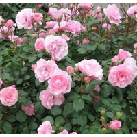  Красный клен Роза бордюрная Bonica (20-40см, розовый)