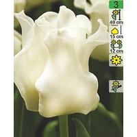 Семена цветов Holland Bulb Market Тюльпан White Liberstar (2 шт)