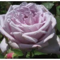  Красный клен Роза чайно-гибридная Dr. Blue (70-100 см)