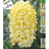 Семена цветов Holland Bulb Market Гиaцинт Gipsy Princess (1 шт)
