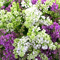 Цветы, букеты Bloom Букет сирени «Благоухание сада»