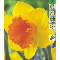 Семена цветов Holland Bulb Market Нарцисс Pimpernel (2 шт)