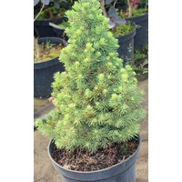  Интивиторг Ель сизая Conica (Picea glauca) С5