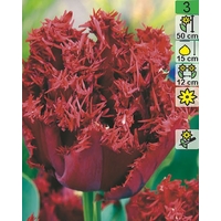 Семена цветов Holland Bulb Market Тюльпан Crispion Dark (2 шт)