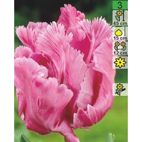 Семена цветов Holland Bulb Market Тюльпан Weber's Parrot Pink (2 шт)