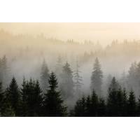 Фотообои Vimala Лес в тумане 8 270x400