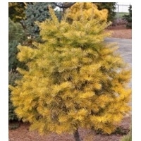  Интивиторг Пихта Winter Gold (Abies concolor) C5