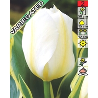 Семена цветов Holland Bulb Market Тюльпан Purissima Design (2 шт)