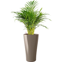 Комнатное растение Lechuza Хризолидокарпус + Delta 30