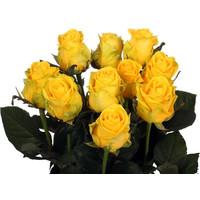 Цветы, букеты Цветы поштучно Роза Пенни Лейн (Penny Lane) желтая 90 см