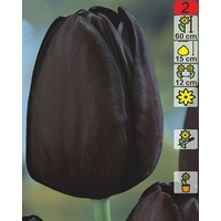 Семена цветов Holland Bulb Market Тюльпан Cafe Noir (2 шт)