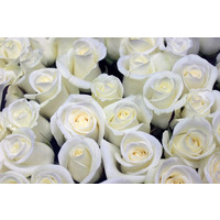 Цветы, букеты Цветы поштучно Роза Акито (Akito) 60 см
