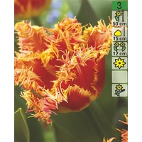 Семена цветов Holland Bulb Market Тюльпан Joint Devision (2 шт)