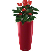 Комнатное растение Lechuza Антуриум Андрианум красный + Rondo 32