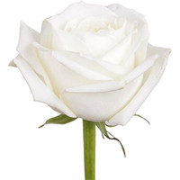 Цветы, букеты Цветы поштучно Роза Аваланж (Avalanche) 60 см