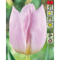 Семена цветов Holland Bulb Market Тюльпан Candy Prince (2 шт)