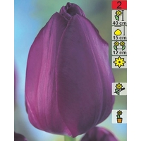 Семена цветов Holland Bulb Market Тюльпан Negrita (2 шт)