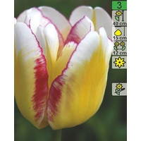 Семена цветов Holland Bulb Market Тюльпан Flaming Edge (2 шт)