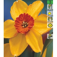 Семена цветов Holland Bulb Market Нарцисс Altruist (2 шт)