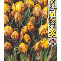 Семена цветов Holland Bulb Market Крокус Fuscotinctus (4 шт)