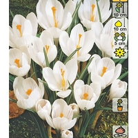Семена цветов Holland Bulb Market Крокус Jeanne d'Arc (3 шт)