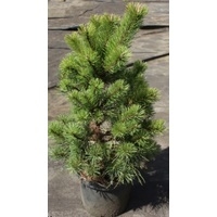 Интивиторг Сосна горная (Pinus mugo var. pumilio) С3 70 см