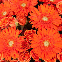 Цветы, букеты Bloom Букет «Огненная страсть»