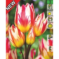 Семена цветов Holland Bulb Market Тюльпан Tricolette (2 шт)