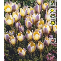 Семена цветов Holland Bulb Market Крокус Advance (4 шт)