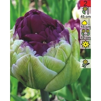 Семена цветов Holland Bulb Market Тюльпан Peony Purple (2 шт)