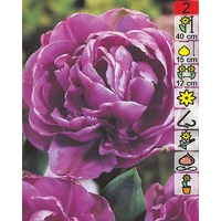Семена цветов Holland Bulb Market Тюльпан Lilac Perfection (2 шт)