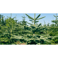 Пихта Nordictrees Пихта Нордмана Premium Extra 3 - 3.5 м