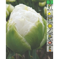 Семена цветов Holland Bulb Market Тюльпан Maureen Double (2 шт)