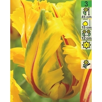 Семена цветов Holland Bulb Market Тюльпан La Courtine Parrot (2 шт)