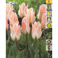 Семена цветов Holland Bulb Market Тюльпан Little Girl (2 шт)