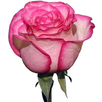 Цветы, букеты Цветы поштучно Роза Карусель (Carousel) 70 см