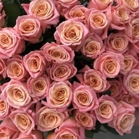 Цветы, букеты Storroz Роза Miss Piggy 50 см (розовый)