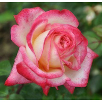  Красный клен Роза чайно-гибридная Dessa (70-100 см)