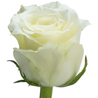 Цветы, букеты Цветы поштучно Роза Sherpa 90 см