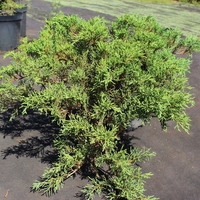  Интивиторг Можжевельник казацкий Tamariscifolia С3