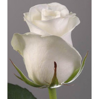 Цветы, букеты Цветы поштучно Роза Акито (Akito) 60 см