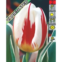 Семена цветов Holland Bulb Market Тюльпан Happy Generation (2 шт)