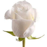 Цветы, букеты Цветы поштучно Роза Полар Стар (Polar Star) 70 см