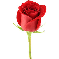 Цветы, букеты Цветы поштучно Роза Фридом (Freedom) 70 см