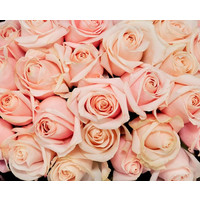 Цветы, букеты Цветы поштучно Роза Свит Аваланж (Sweet Avalanche) 70 см