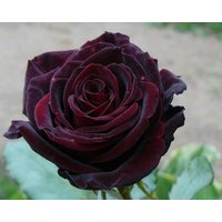  Zelensad Роза чайно-гибридная Черная магия