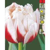 Семена цветов Holland Bulb Market Тюльпан Horizon (2 шт)